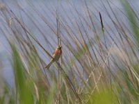 Carduelis cannabina 20, Kneu, Saxifraga-Jan Nijendijk