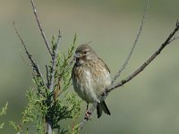 Carduelis cannabina 3, Kneu, female, Saxifraga-Jan van der Straaten