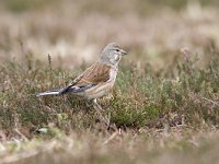 Carduelis cannabina 4, Kneu, female, Saxifraga-Mark Zekhuis