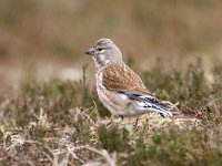 Carduelis cannabina 5, Kneu, male winter plumage, Saxifraga-Mark Zekhuis