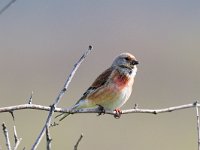 Carduelis cannabina 6, Kneu, Saxifraga-Piet Munsterman