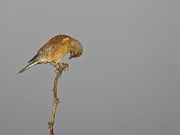 Carduelis cannabina 7, Kneu, Saxifraga-Rik Kruit