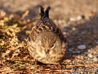 Carduelis cannabina 8, Kneu, Saxifraga-Bart Vastenhouw