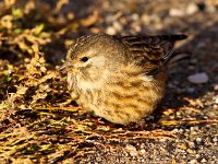 Carduelis cannabina 9, Kneu, Saxifraga-Bart Vastenhouw