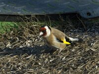 Carduelis carduelis 2, Putter, Saxifraga-Jan van der Straaten