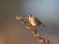 Carduelis carduelis 28, Putter, Saxifraga-Mark Zekhuis