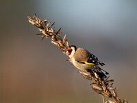 Carduelis carduelis 29, Putter, Saxifraga-Mark Zekhuis