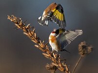 Carduelis carduelis 32, Putter, Saxifraga-Mark Zekhuis