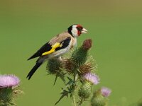 Carduelis carduelis 51, Putter, Saxifraga-Mark Zekhuis