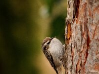 Certhia brachydactyla 13, Boomkruiper, Saxifraga-Piet Munsterman