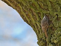 Certhia brachydactyla 67, Boomkruiper, Saxifraga-Tom Heijnen