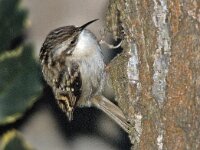 Boomkruiper #05992 : Certhia brachydactyla, Short-toed Treecreeper, Boomkruiper