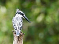 Ceryle rudis 2, Bonte ijsvogel, Saxifraga-Bart Vastenhouw