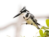 Ceryle rudis 3, Bonte ijsvogel, Saxifraga-Bart Vastenhouw