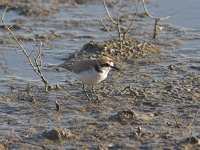 Charadrius alexandrinus 1, Strandplevier, Saxifraga-Luc Hoogenstein