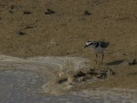 Charadrius alexandrinus 10, Strandplevier, Saxifraga-Jan van der Straaten
