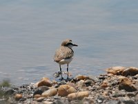 Charadrius alexandrinus 17, Strandplevier, Saxifraga-Dirk Hilbers