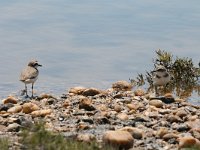 Charadrius alexandrinus 18, Strandplevier, Saxifraga-Dirk Hilbers