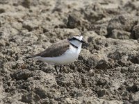 Charadrius alexandrinus 23, Strandplevier, Saxifraga-Henk Baptist
