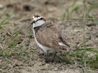 Charadrius alexandrinus 27, Strandplevier, Saxifraga-Henk Baptist