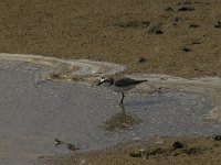 Charadrius alexandrinus 9, Strandplevier, Saxifraga-Jan van der Straaten