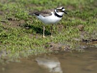 Charadrius dubius 11, Kleine plevier, Saxifraga-Piet Munsterman
