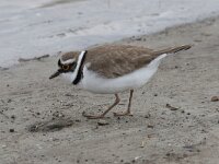 Charadrius dubius 25, Kleine plevier, Saxifraga-Henk Baptist