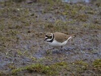 Charadrius dubius 27, Kleine plevier, Saxifraga-Jan Nijendijk