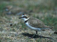 Charadrius dubius 3, Kleine plevier, Saxifraga-Arie de Knijff