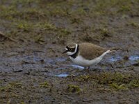 Charadrius dubius 31, Kleine plevier, Saxifraga-Jan Nijendijk
