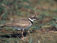 Charadrius dubius 4, Kleine plevier, Saxifraga-Arie de Knijff