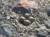 Charadrius hiaticula 10, Bontbekplevier, Saxifraga-Edo van Uchelen