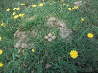 Charadrius hiaticula 11, Bontbekplevier, Saxifraga-Edo van Uchelen