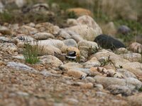 Charadrius hiaticula 16, Bontbekplevier, Saxifraga-Dirk Hilbers