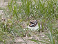 Charadrius hiaticula 2, Bontbekplevier, Saxifraga-Luc Hoogenstein