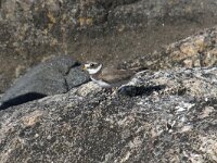 Charadrius hiaticula 26, Bontbekplevier, Saxifraga-Willem van Kruijsbergen