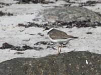 Charadrius hiaticula 27, Bontbekplevier, Saxifraga-Willem van Kruijsbergen