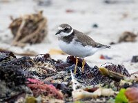 Charadrius hiaticula 39, Bontbekplevier, Saxifraga-Bart Vastenhouw