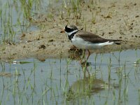 Charadrius hiaticula 4, Bontbekplevier, Saxifraga-Marijke Verhagen