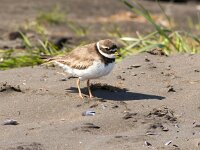 Charadrius hiaticula 40, Bontbekplevier, Saxifraga-Bart Vastenhouw