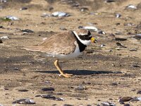 Charadrius hiaticula 41, Bontbekplevier, Saxifraga-Bart Vastenhouw