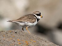 Charadrius hiaticula 42, Bontbekplevier, Saxifraga-Bart Vastenhouw