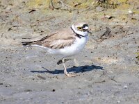 Charadrius hiaticula 43, Bontbekplevier, Saxifraga-Bart Vastenhouw