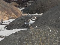 Charadrius hiaticula 45, Bontbekplevier, Saxifraga-Willem van Kruijsbergen