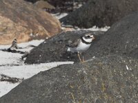 Charadrius hiaticula 46, Bontbekplevier, Saxifraga-Willem van Kruijsbergen