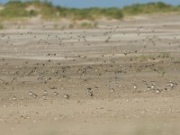 Charadrius hiaticula 50, Bontbekplevier, Saxifraga-Mark Zekhuis