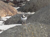 Charadrius hiaticula 54, Bontbekplevier, Saxifraga-Willem van Kruijsbergen