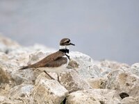 Charadrius vociferus 2, Killdeerplevier, Saxifraga-Tom Heijnen