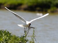 Chroicocephalus ridibundus 10, Kokmeeuw, Saxifraga-Piet Munsterman