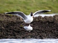 Chroicocephalus ridibundus 111, Kokmeeuw, Saxifraga-Bart Vastenhouw